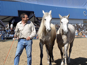 Horse Expo - 2003 gallery image