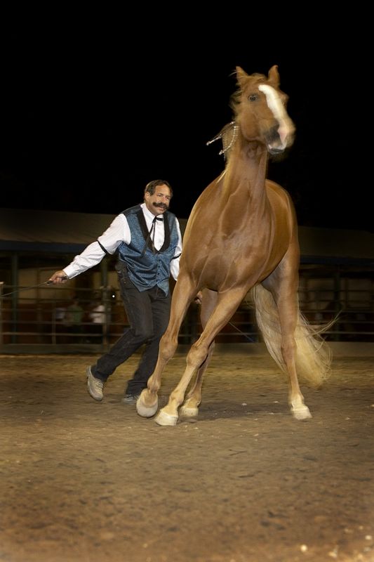 California State Fair - Mane Event gallery image
