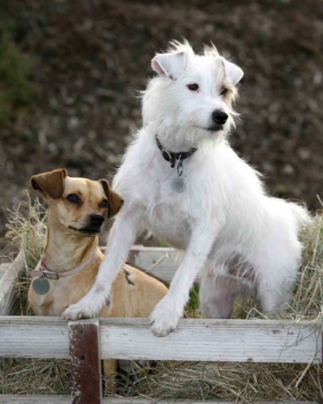 My Dogs gallery image
