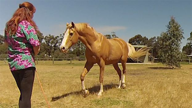 Liberty Outside the Round Pen Multiple Horses